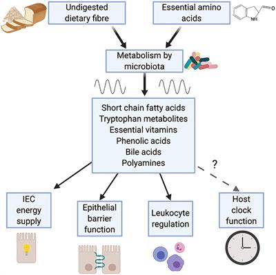 Circadian Host-Microbiome Interactions in Immunity